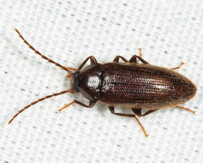 Hymenorus picipennis