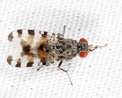 Pseudotephritis vau (forma vau)