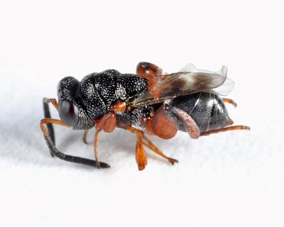 Hockeria bicolor