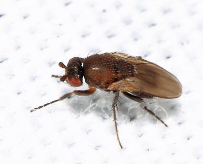 Coproica ferruginata