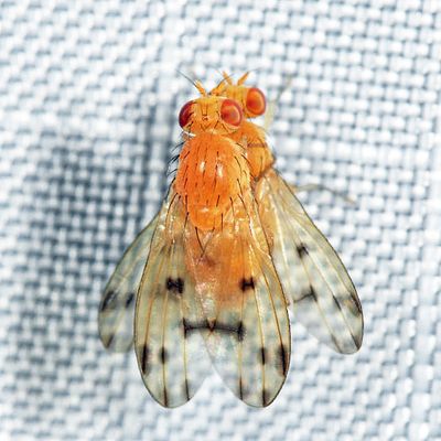 Homoneura philadelphica