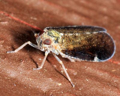 Cixius sp.