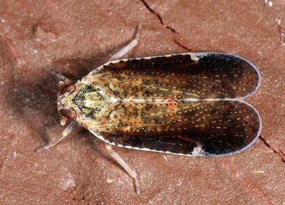 Cixius sp.