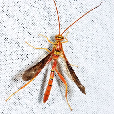 Ichneumon Wasps - Labeninae