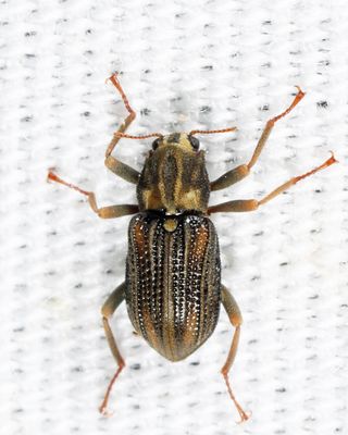 Stenelmis crenata
