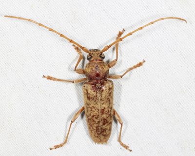 Red Oak Borer - Enaphalodes rufulus