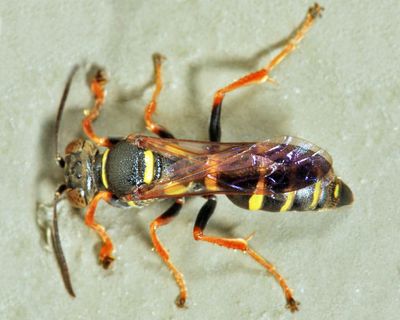 Psammaletes mexicanus