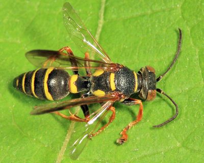 Psammaletes mexicanus