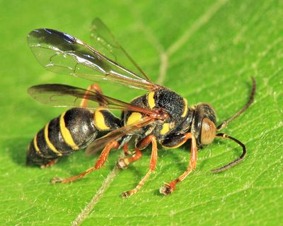 Psammaletes mexicanus