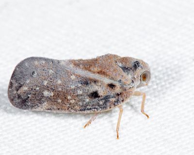 Citrus Flatid Planthopper - Metcalfa pruinosa