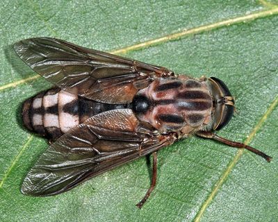 Merycomyia whitneyi