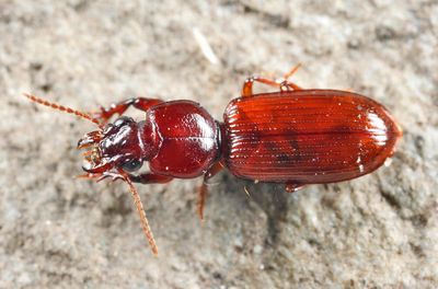 Clivina rufa