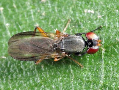Heteromeringia nitida