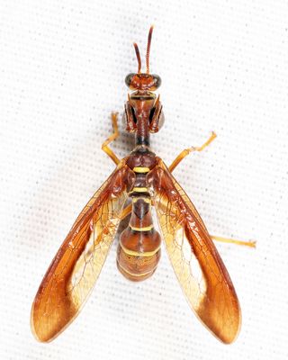 Wasp Mantidfly - Climaciella brunnea