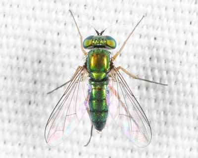 Condylostylus caudatus group