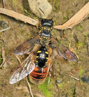 Ectemnius maculosus (with syrphid fly prey)