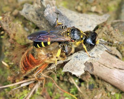 Ectemnius maculosus (with syrphid fly prey)