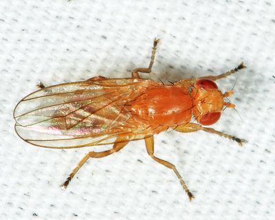 Cheese Skipper Flies - Piophilidae