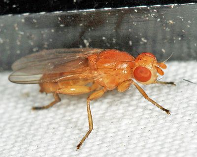 Actenoptera hilarella