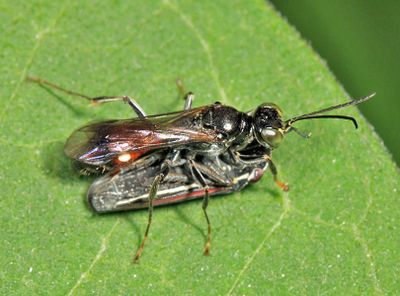 Alysson oppositus (with leafhopper prey)