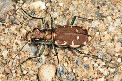 Appalachian Tiger Beetle - Cicindela ancocisconensis