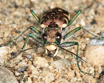 Appalachian Tiger Beetle - Cicindela ancocisconensis