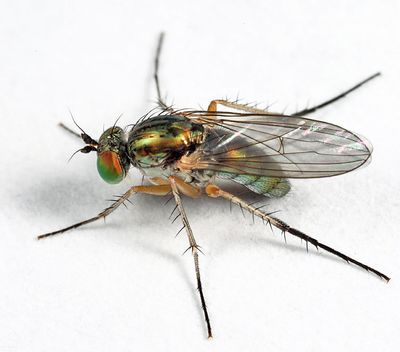 Dolichopus sicarius