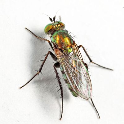 Dolichopus acuminatus