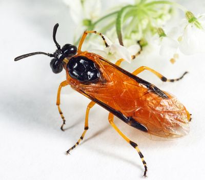 Rose Sawfly - Arge ochropus
