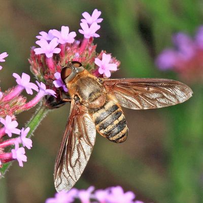 Bee flies -  Bombyliidae