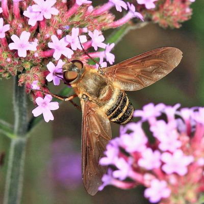 Exoprosopa fasciata