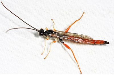  Dolichomitus irritator (male)