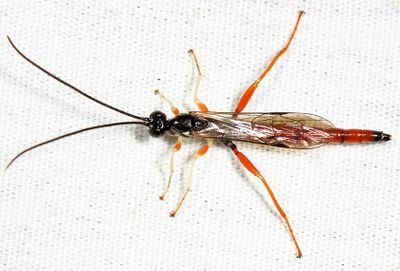  Dolichomitus irritator (male)