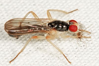 Cordilura sp.