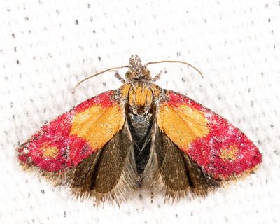 3848 - Primrose Cochylid Moth - Atroposia oenotherana