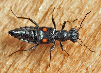 Water Skaters - Subfamily Steninae