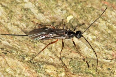 Braconid Wasps - subfamily Helconinae
