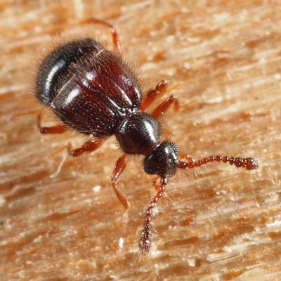 Decarthron laurenticum