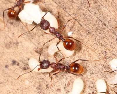 Aphaenogaster fulva
