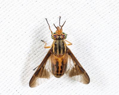 Chrysops vittatus