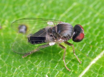 Lindneromyia flavicornis