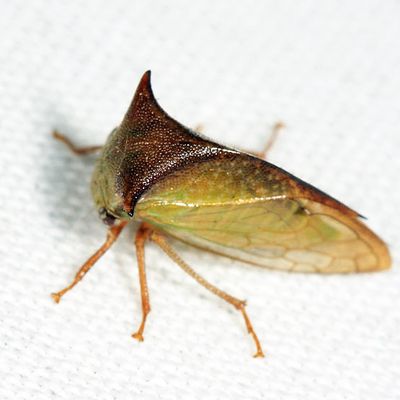 Stictocephala tauriniformis