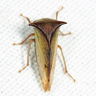 Stictocephala tauriniformis