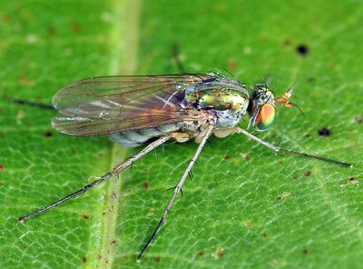 Dolichopus domesticus