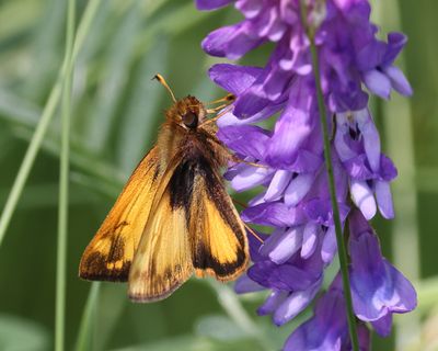 Zabulon Skipper - Poanes zabulon