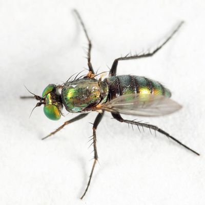 Dolichopus acuminatus
