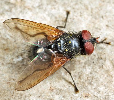 Gnadochaeta nigrifrons