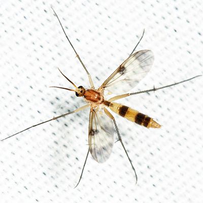 Neoempheria macularis 