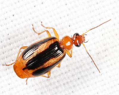 Lebia solea