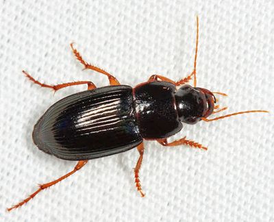 Selenophorus opalinus